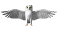 bird2.gif