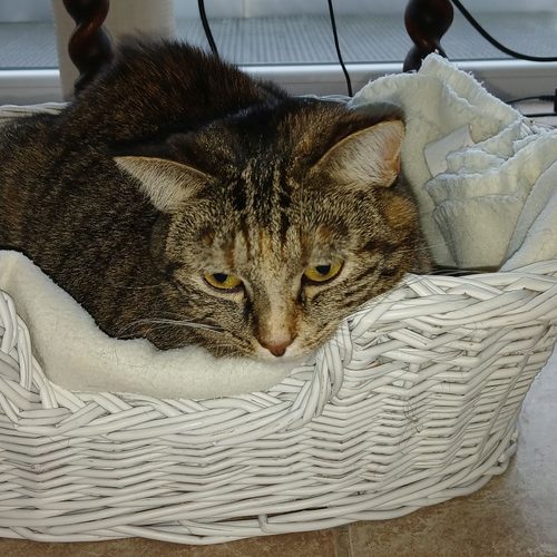 Getigerte Katze Luzi in einem Körbchen
