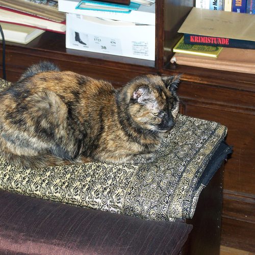 Schildpattfarbene Katze auf einem Kissen im Büro